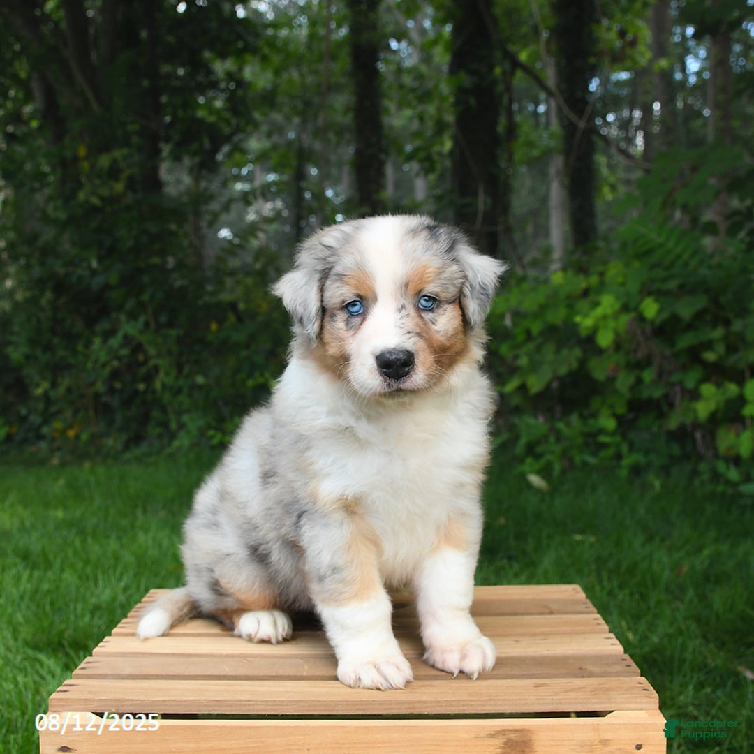 Australian Shepherd Lab Beagle Shepherd Puppies Australian