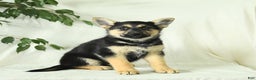 Gerberian Shepsky dogs for sale: Montana - Ad 6