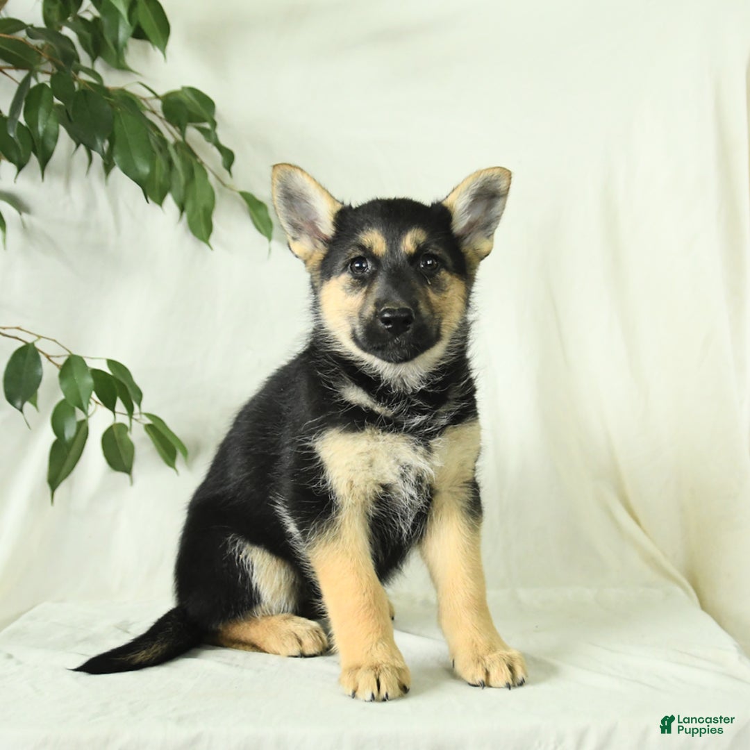 Gerberian Shepsky dogs for sale: Montana - Ad 6