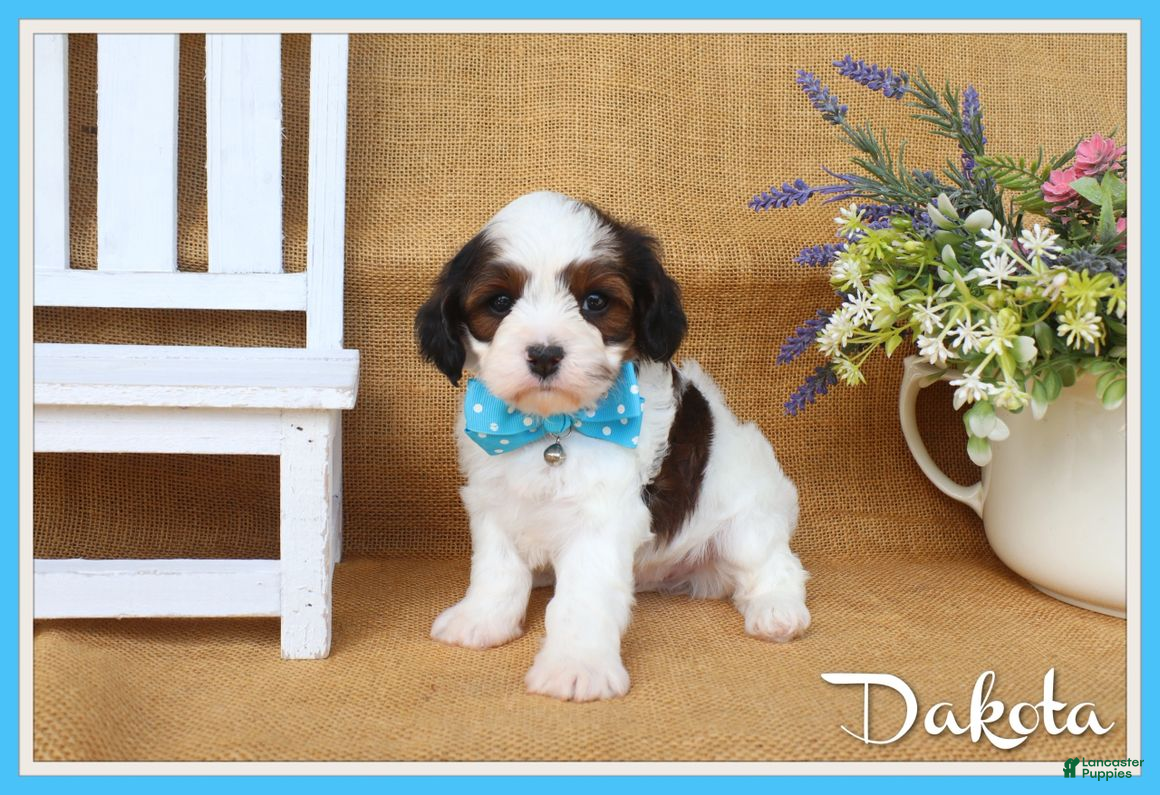 Cavapoo dogs Dakota - Ad 1