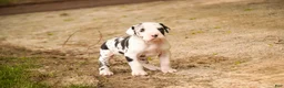 Great Dane dogs for sale: Joy - Ad 3