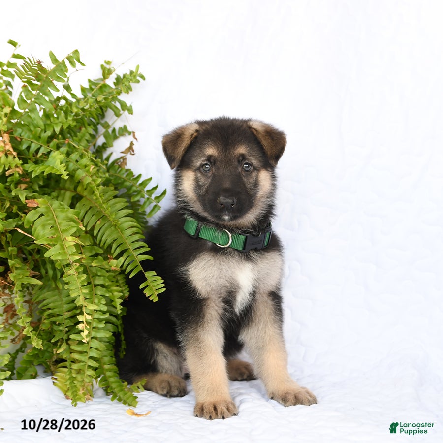 German Shepherd dogs for sale: Ramona - Ad 2