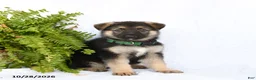 German Shepherd dogs for sale: Ramona - Ad 2