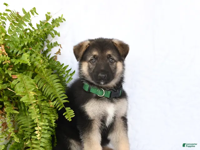 German Shepherd dogs for sale: Ramona - Ad 2