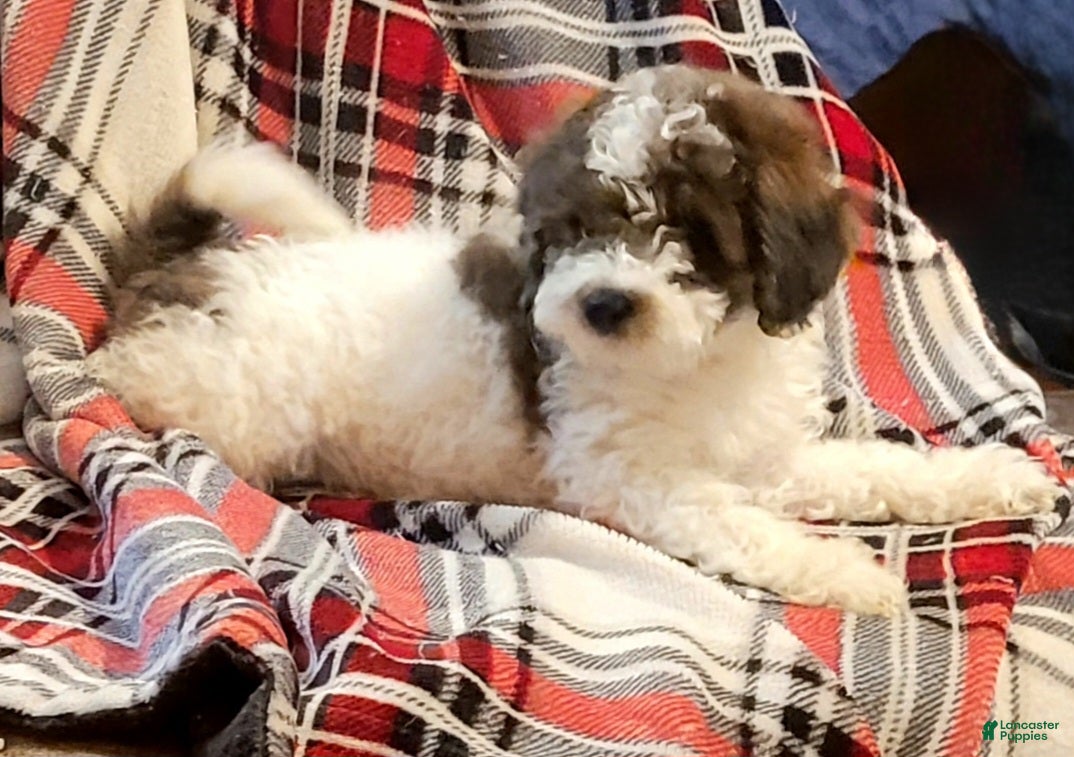 Miniature Poodle dogs for sale: Antares  - Ad 3