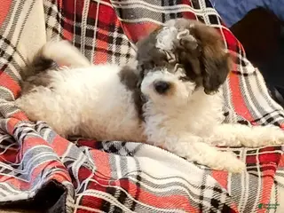 Miniature Poodle dogs for sale: Antares - Ad 3