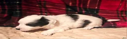 Chihuahua dogs for sale: Elmo - Ad 3