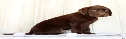 Labrador Retriever dogs for sale: Rusty - Ad 9