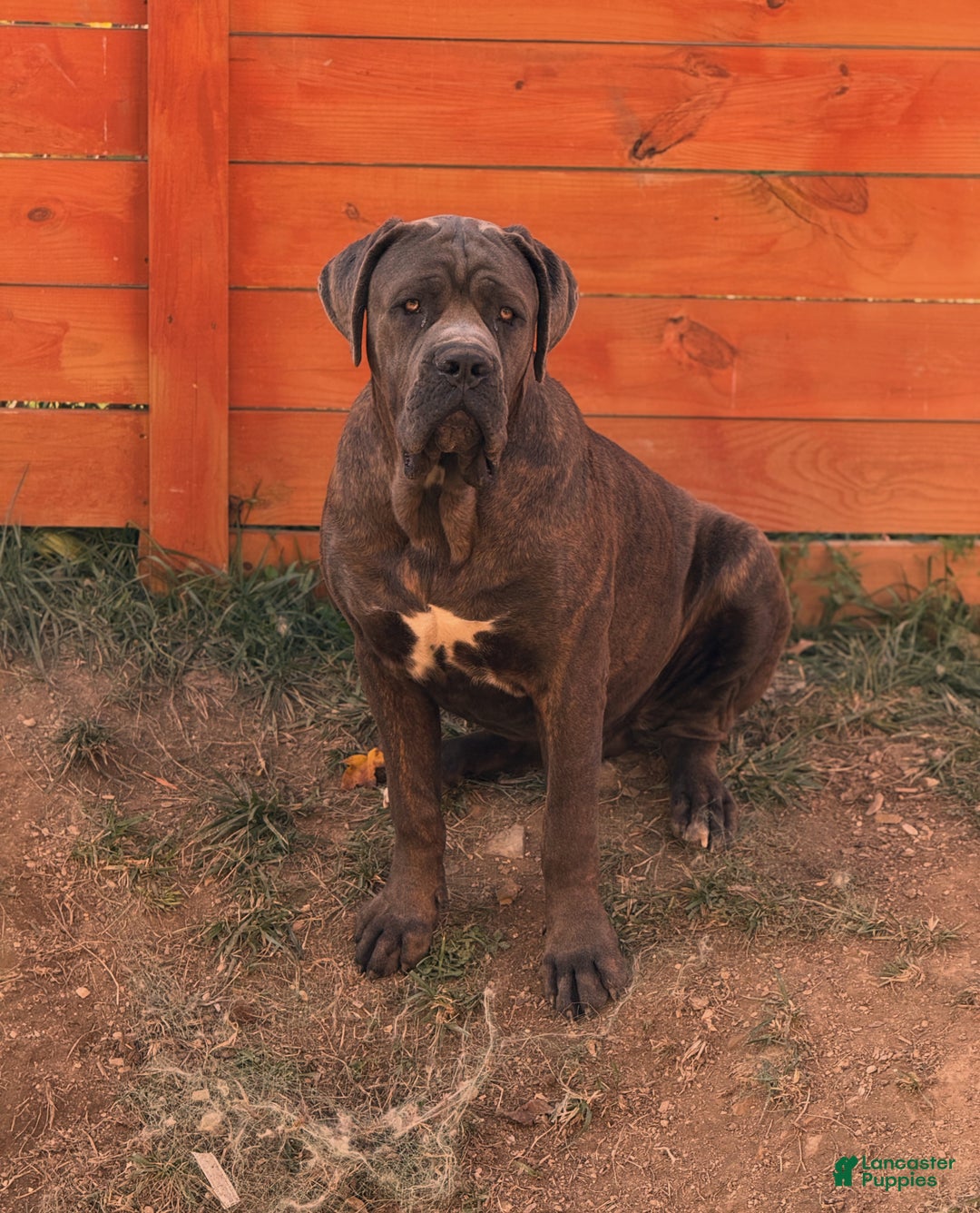 Cane Corso dogs for stud: Apollo  - Ad 2