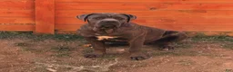 Cane Corso dogs for stud: Apollo  - Ad 2