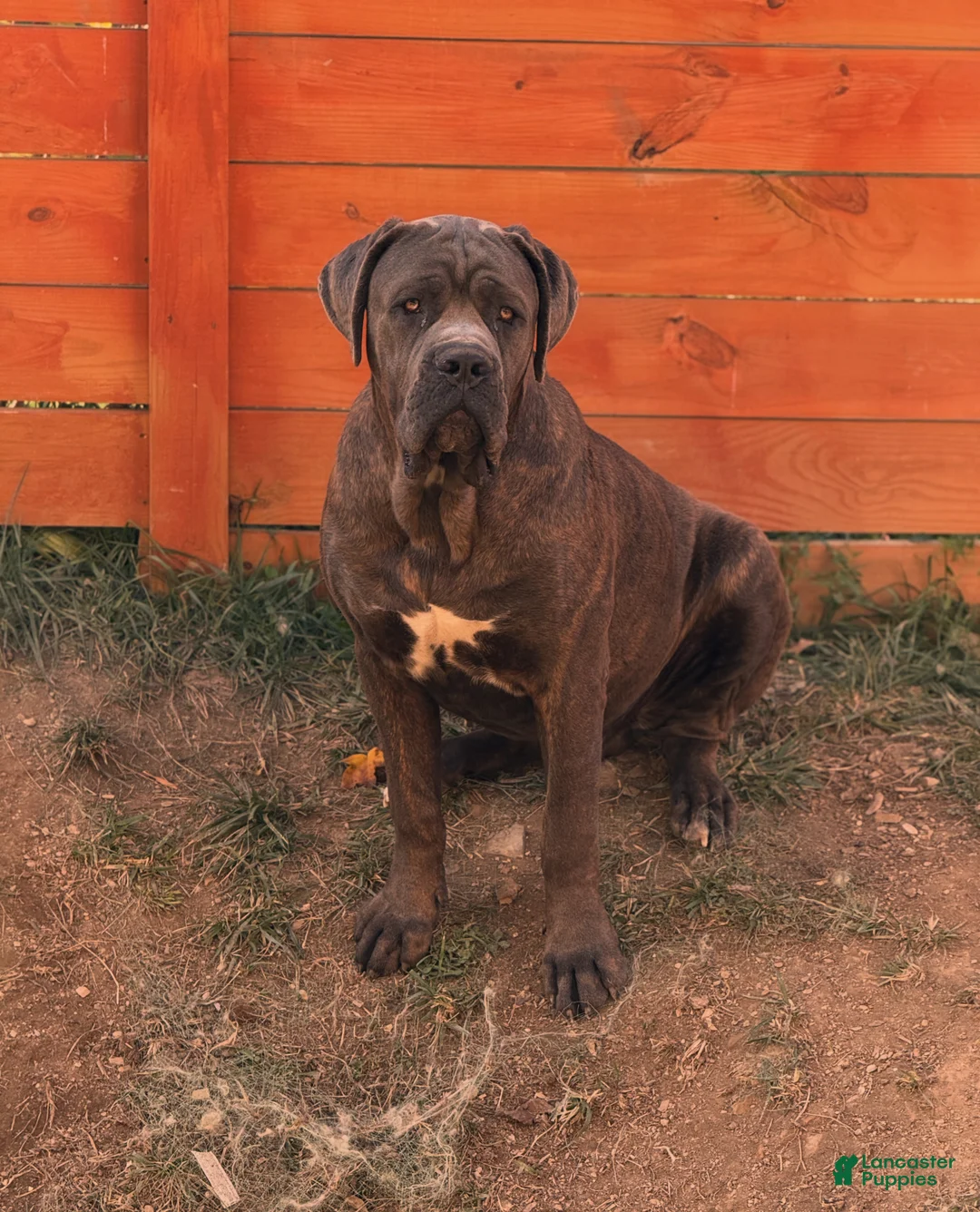 Cane Corso dogs for stud: Apollo  - Ad 2
