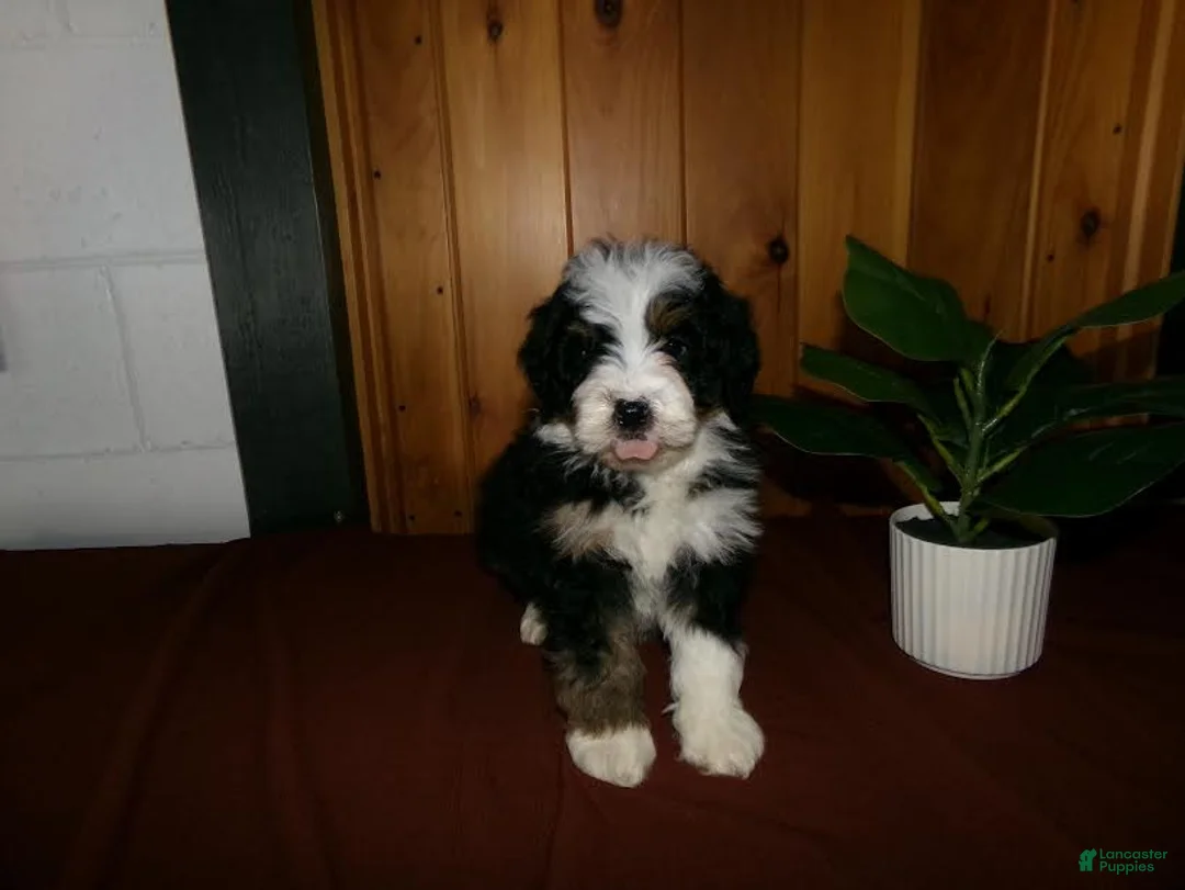 Mini Bernedoodle dogs for sale: Anson - Ad 5