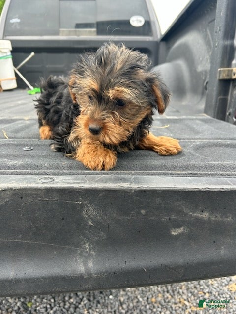 Yorkshire Terrier dogs Sarah - Ad 39