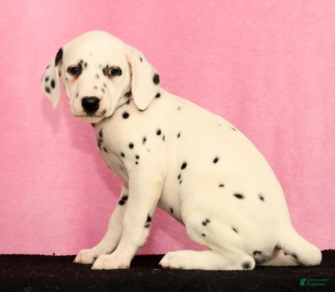 Dalmatian dogs for sale: Janice - Ad 1
