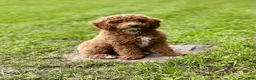 Mini Goldendoodle dogs for sale: Cooper - Ad 4