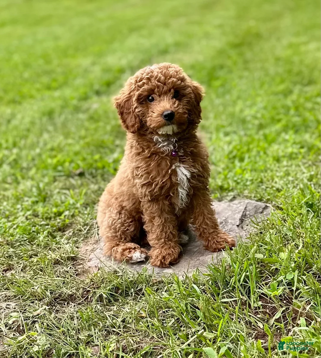 Mini Goldendoodle dogs for sale: Cooper - Ad 4