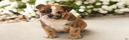 English Bulldog dogs for sale: Beauty  - Ad 4