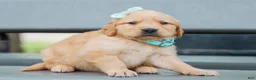 Golden Retriever dogs for sale: Adam ACA Golden Retriever Pup - Ad 5