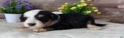 Mini Bernedoodle dogs for sale: #2 Female (Splash's) - Ad 2