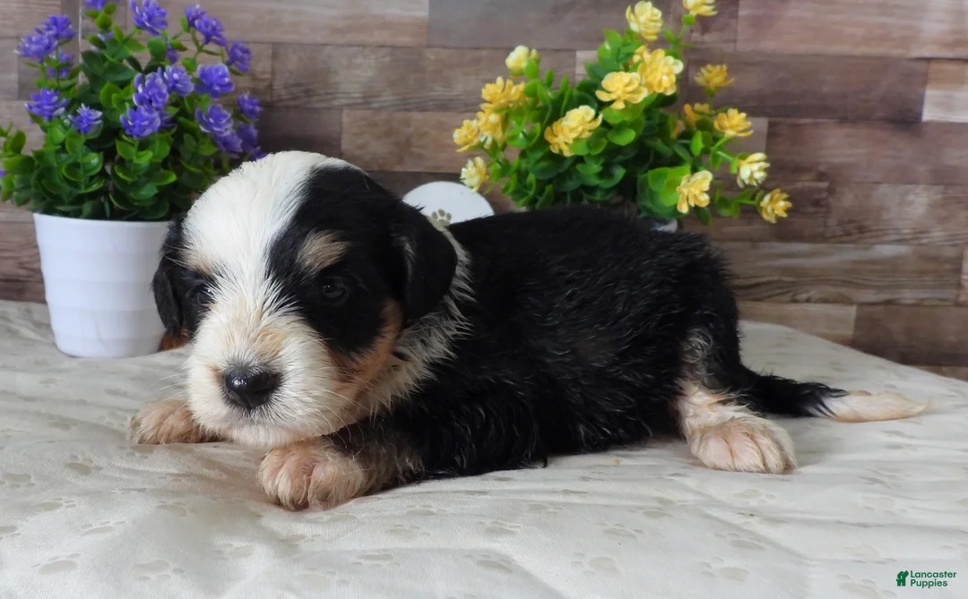 Mini Bernedoodle dogs for sale: #2 Female (Splash's) - Ad 2