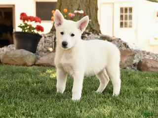 German Shepherd dogs for sale: Frank - Ad 2