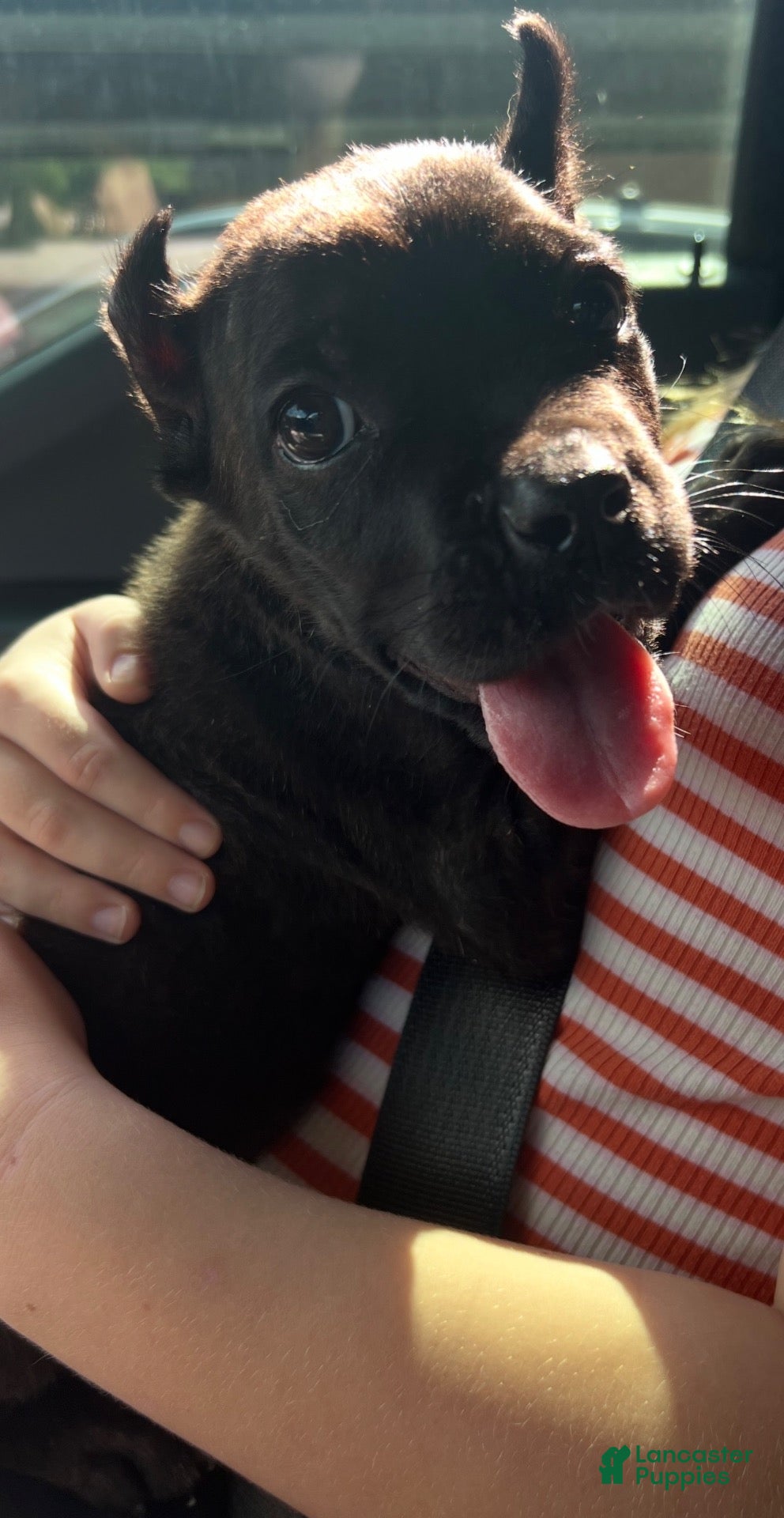 Cane Corso dogs Red Collar Male - Ad 1