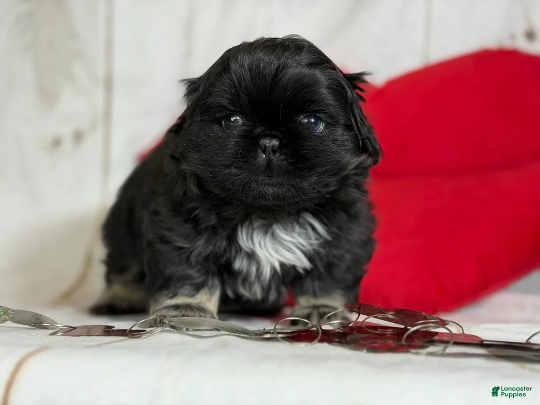 Pekingese dogs for sale: ACA Dobby BLACK and tan - Ad 11