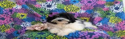 Havapoo dogs for sale: Shalene Hypoallergenic - Ad 5