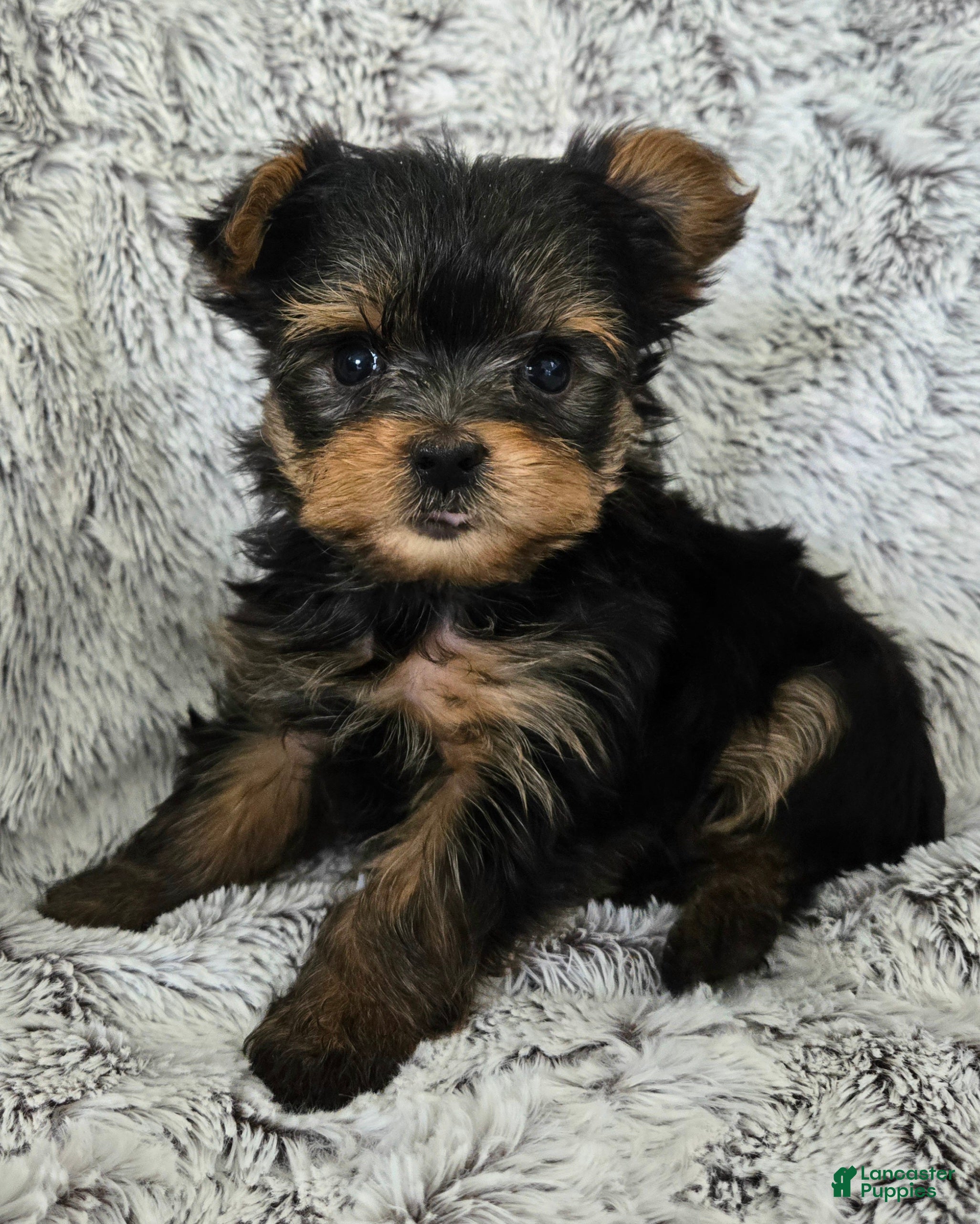 Yorkshire Terrier dogs Pixie - Ad 2