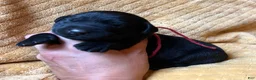Labrador Retriever dogs for sale: Diane - Ad 2