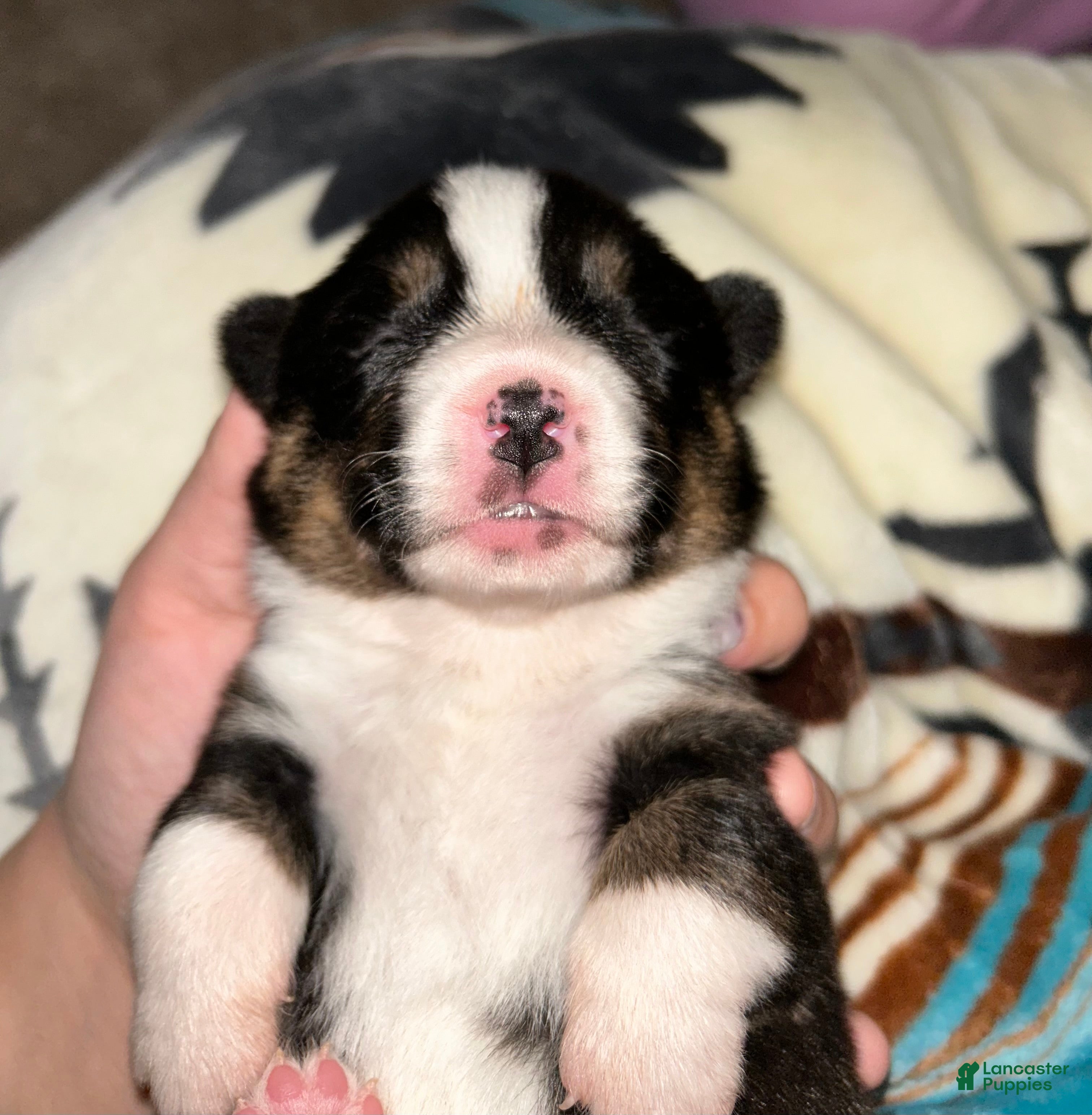 Welsh Corgi Pembroke dogs Welsh Corgi Pembroke female  - Ad 17