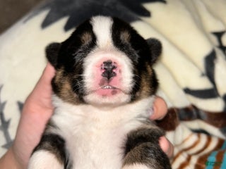 Welsh Corgi Pembroke dogs Welsh Corgi Pembroke female - Ad 19