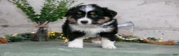 Australian Shepherd dogs for sale: Sunny - Ad 2