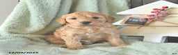 Mini Goldendoodle dogs for sale: Beni - Ad 3