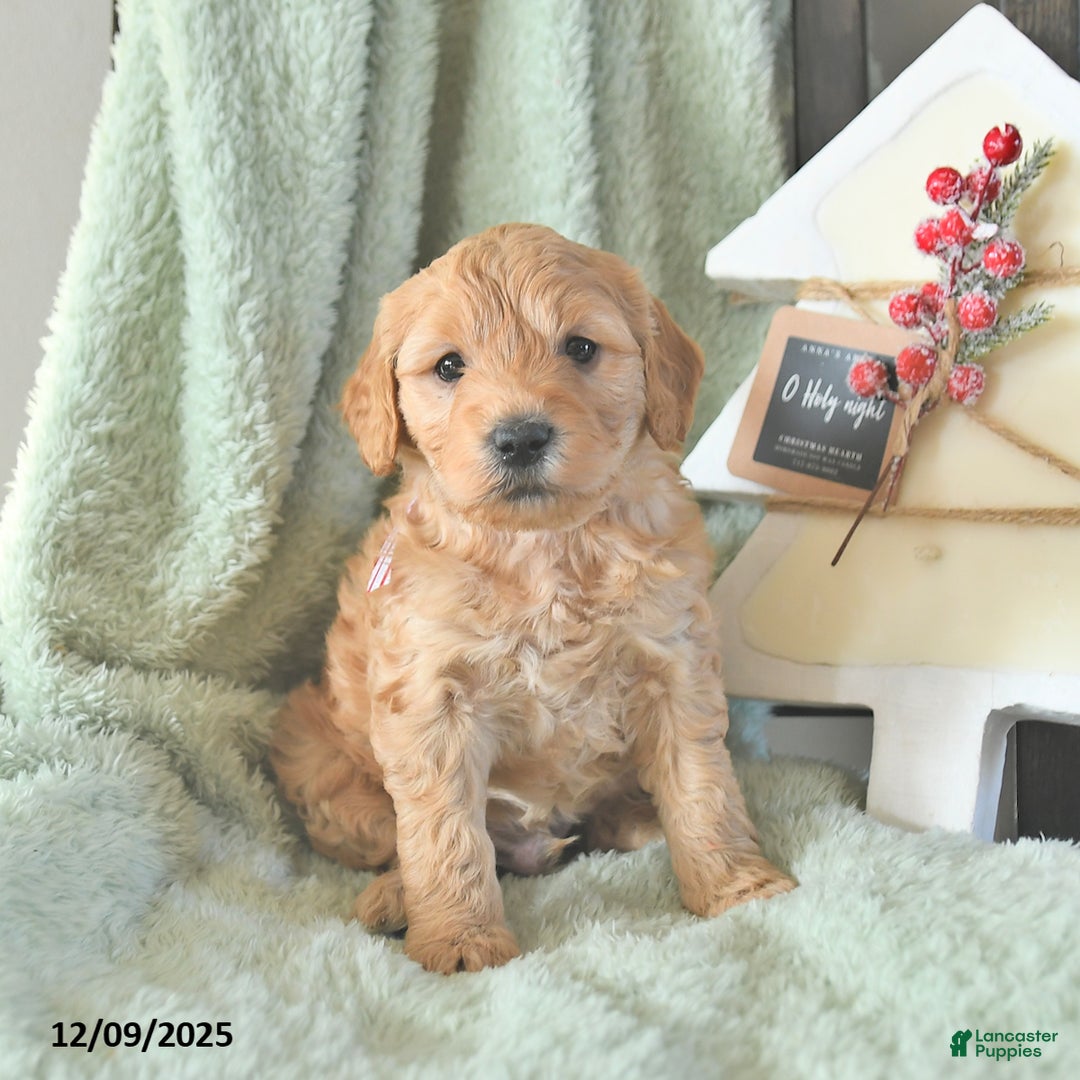 Mini Goldendoodle dogs for sale: Beni - Ad 3