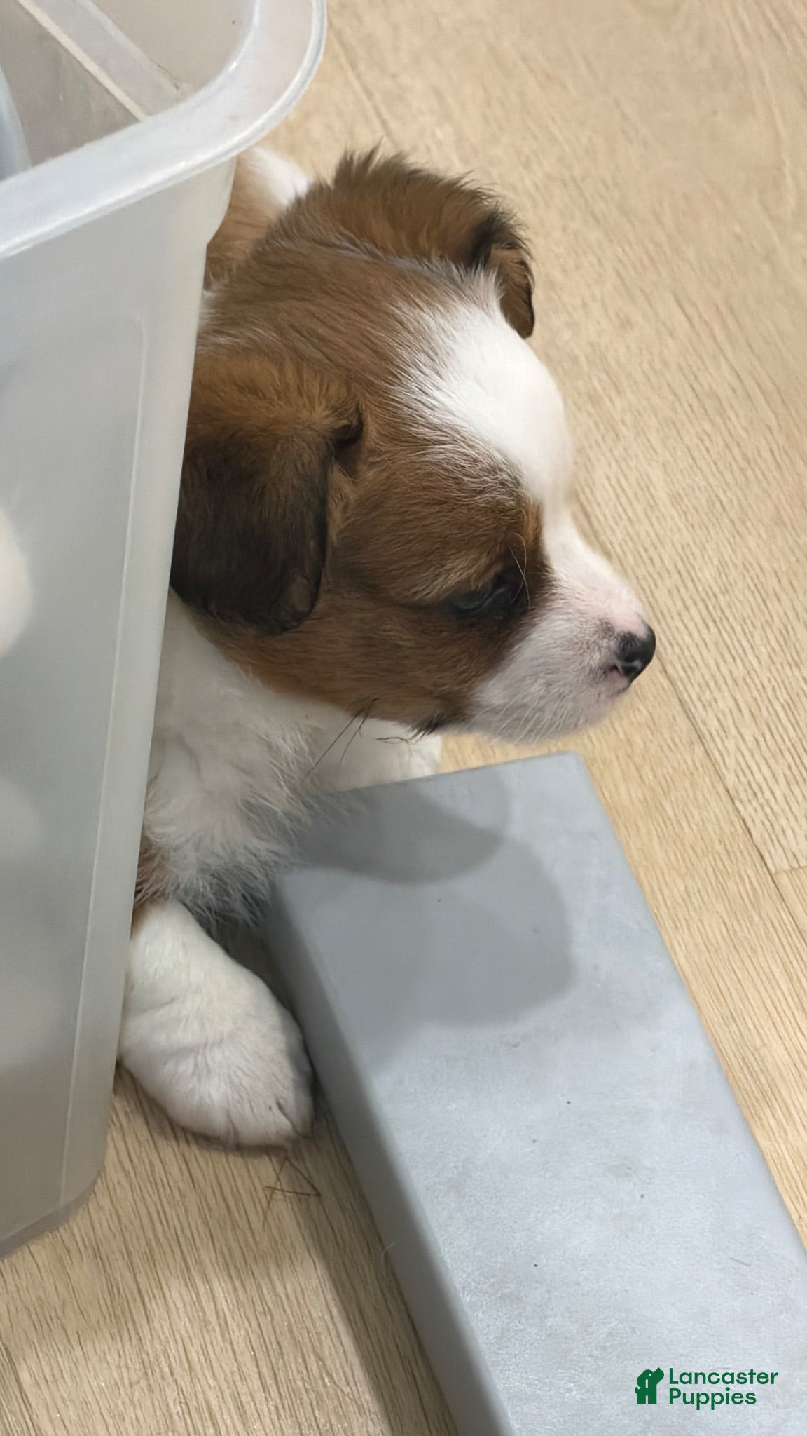 Mixed Breed dogs Mixed Breed 2 - Ad 11