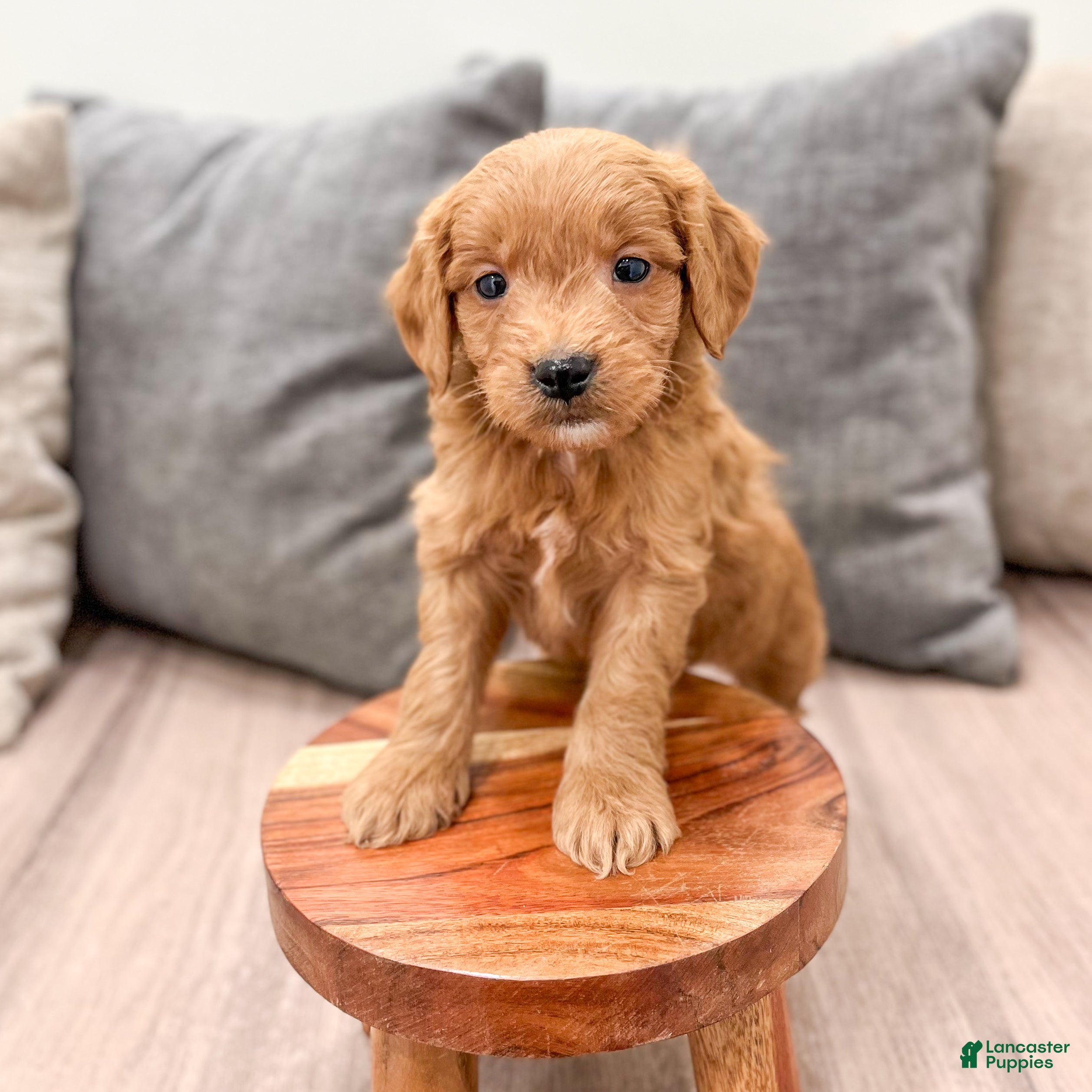 Mini Goldendoodle dogs for sale: Chief - Ad 4