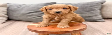Chief