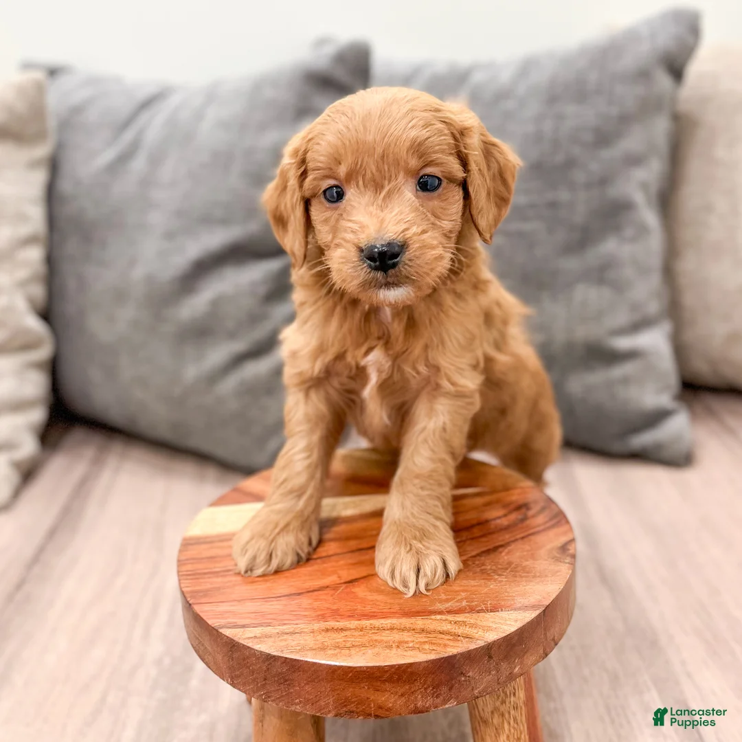 Mini Goldendoodle dogs for sale: Chief - Ad 2