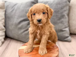 Mini Goldendoodle dogs for sale: Chief - Ad 4