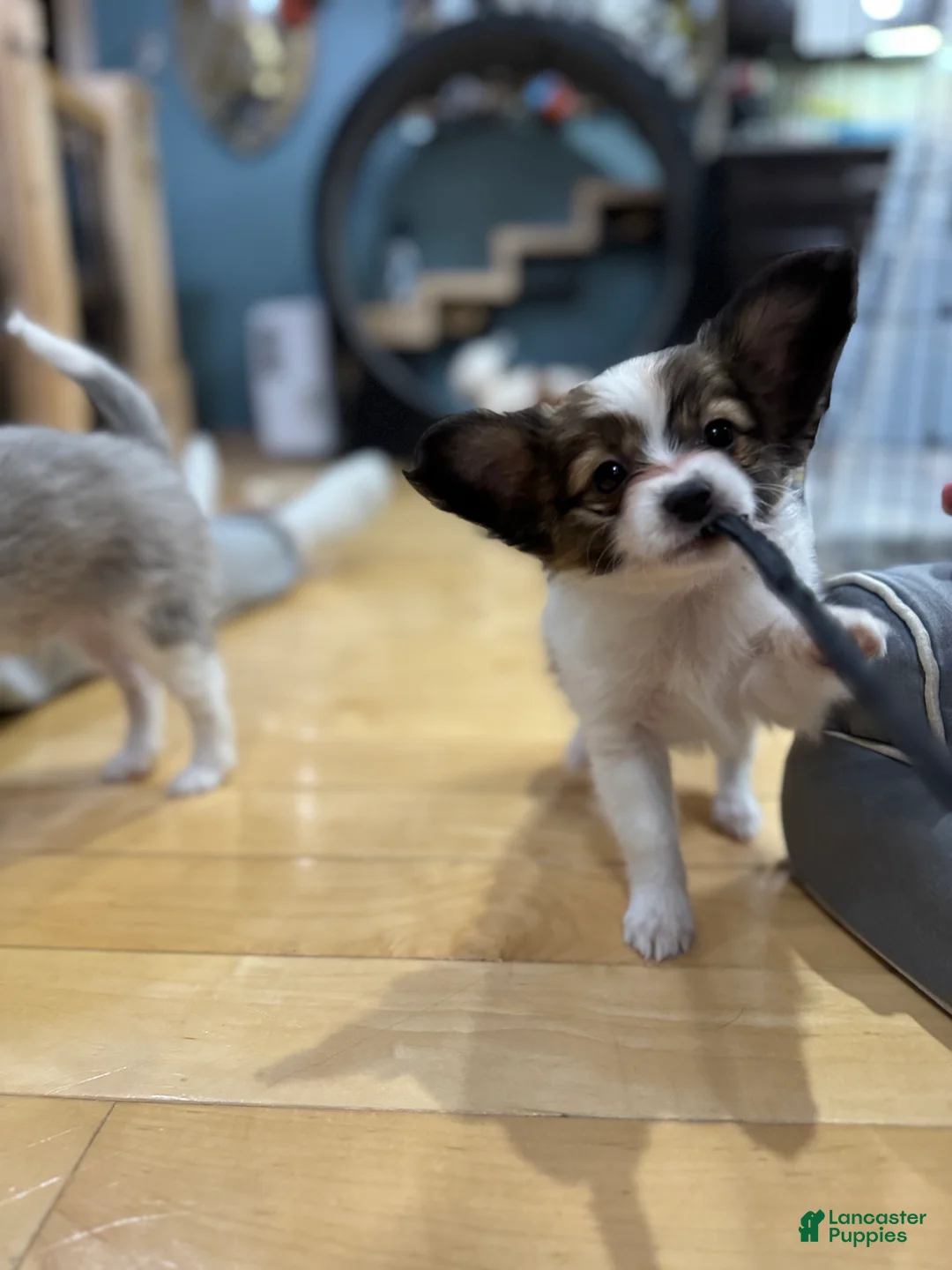 Papillon dogs for sale: Ember - Ad 6