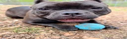 American Bully dogs for sale: American Bully 1 - Ad 4