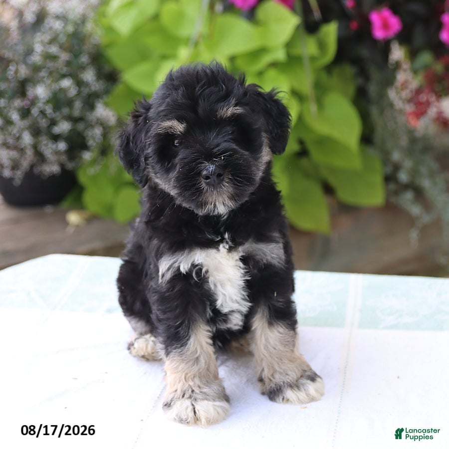 Miniature Schnauzer dogs Payton - Ad 1