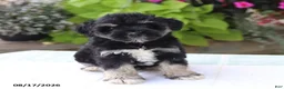 Miniature Schnauzer dogs for sale: Payton - Ad 1