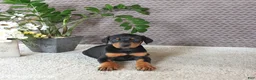Doberman Pinscher dogs for sale: Maverick - Ad 1