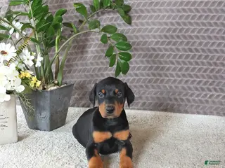 Doberman Pinscher dogs for sale: Maverick - Ad 2