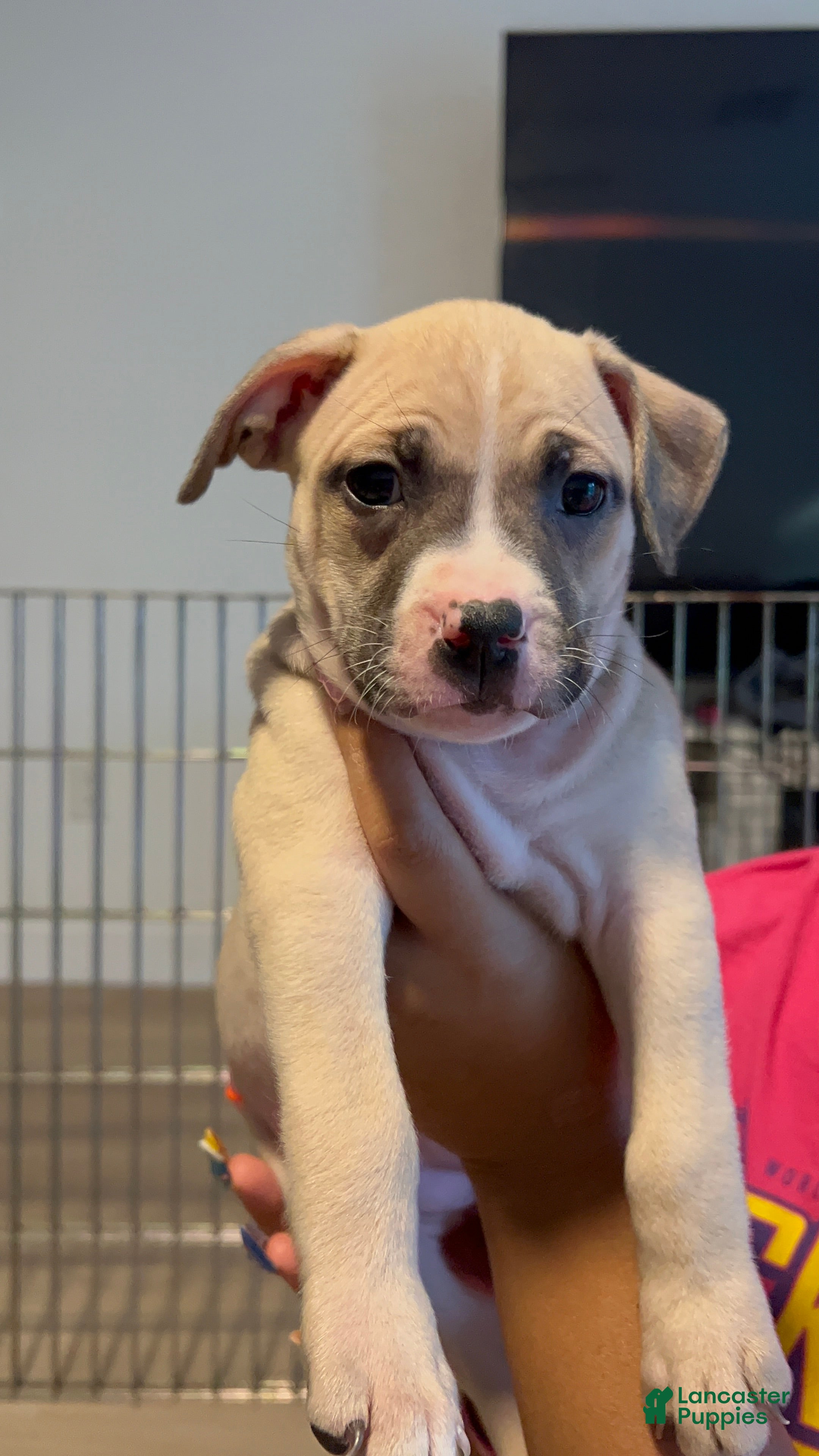 Mixed Breed dogs Mixed Breed 4 - Ad 42