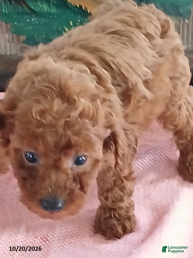 Miniature Poodle dogs Rover - Ad 1