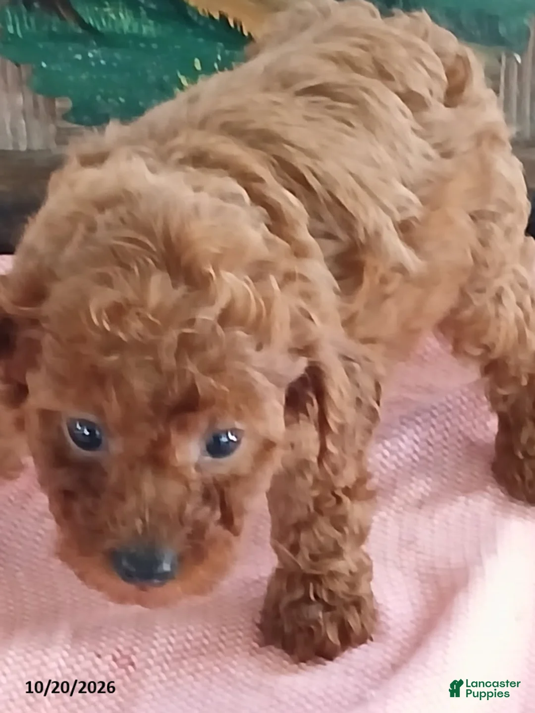 Miniature Poodle dogs for sale: Rover - Ad 1