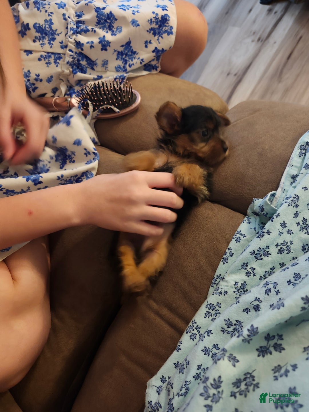 Yorkshire Terrier dogs for sale: Yorkshire Terrier Puppy 1 - Ad 4